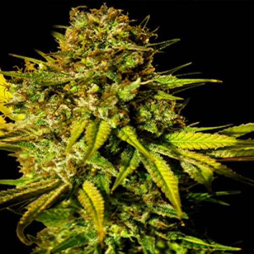 Mintz Feminised Gold seeds