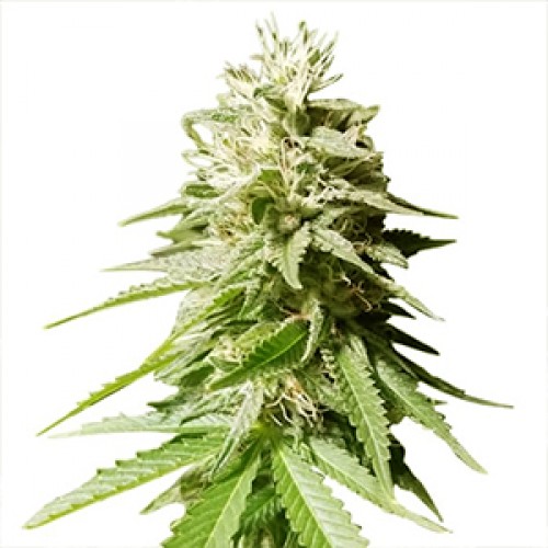 Nicole Feminised Gold seeds