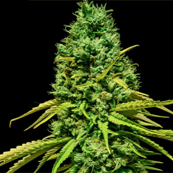OG Hells Angels Feminised Gold seeds
