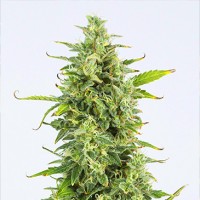 Auto OG Kush Feminised Seeds