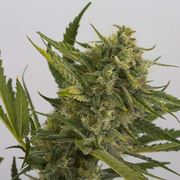 Auto OG Kush Feminised Seeds by Dinafem