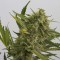 Auto OG Kush Feminised Seeds by Dinafem