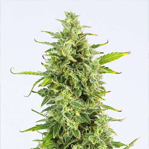 Auto OG Kush Feminised Seeds
