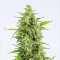 Auto OG Kush Feminised Seeds by Dinafem