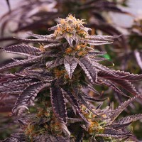 OGKZ Feminised seeds