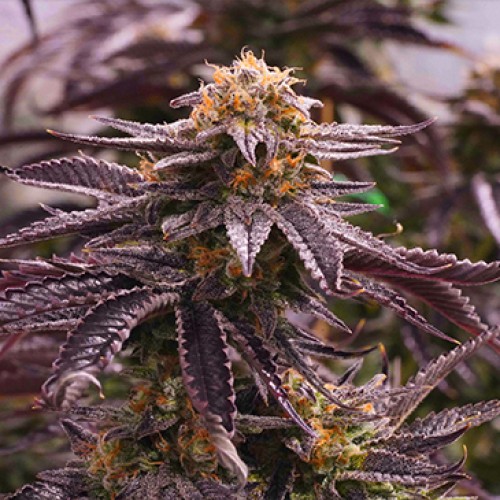 OGKZ Feminised seeds