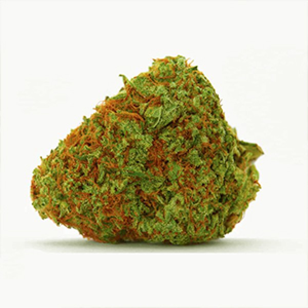 Orange Bud Feminised Gold