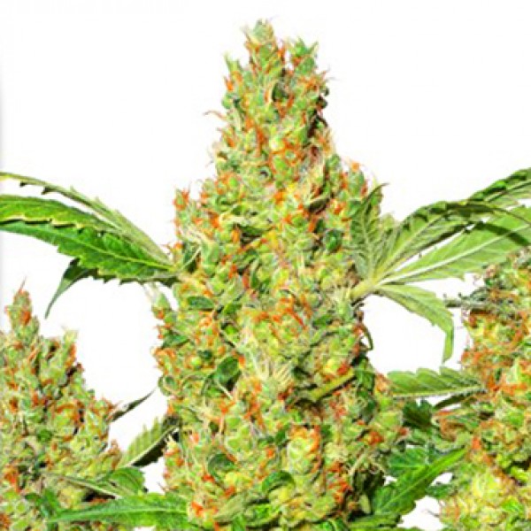 Power Plant Feminised seeds