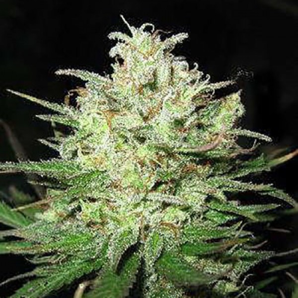Power Plant Feminised Gold Seeds 