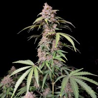 Auto Amnesia Z (Amnesia Zkittlez) Feminised seeds