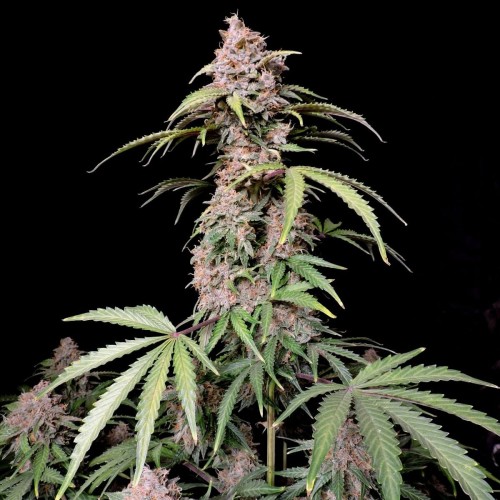 Auto Amnesia Z (Amnesia Zkittlez) Feminised seeds