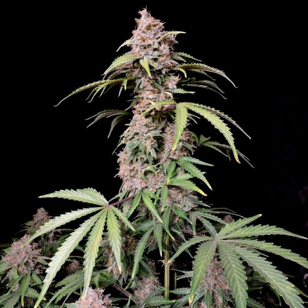 Auto Amnesia Z (Amnesia Zkittlez) Feminised seeds