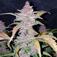 Auto Blackberry Feminised