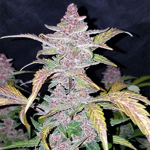 Auto Blackberry Feminised