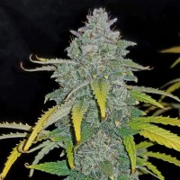 Насіння Auto Blue Dream Feminised