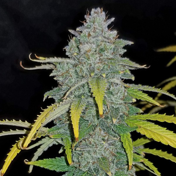 Auto Blue Dream Feminised by FastBuds