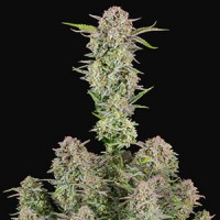 Насіння Auto Bruce Banner Feminised