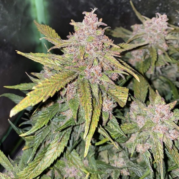 Auto C4 Feminised seeds