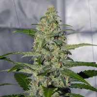 Насіння Auto Californian Snow Feminised