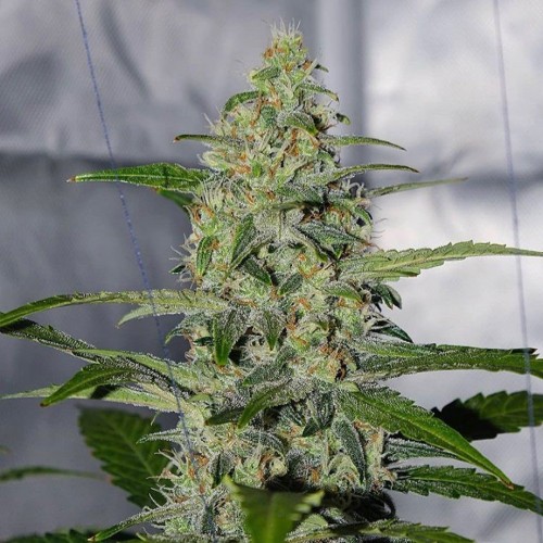 Auto Californian Snow Feminised seeds