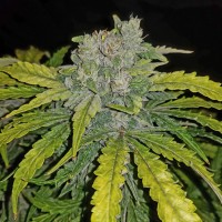 Auto CBD 1:1 (Auto CBD Crack) Feminised seeds