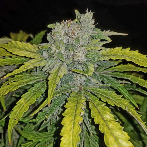 Auto CBD 1:1 (Auto CBD Crack) Feminised seeds