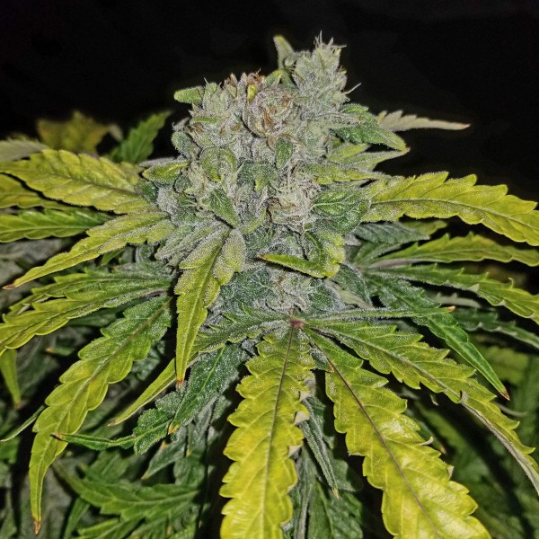 Auto CBD 1:1 (Auto CBD Crack) Feminised seeds