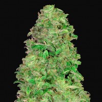 Auto CBD 20:1 Feminised