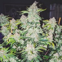 Auto Cherry Cola Feminised seeds