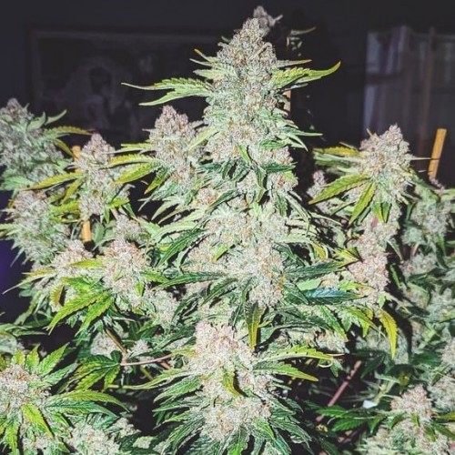 Auto Cherry Cola Feminised seeds