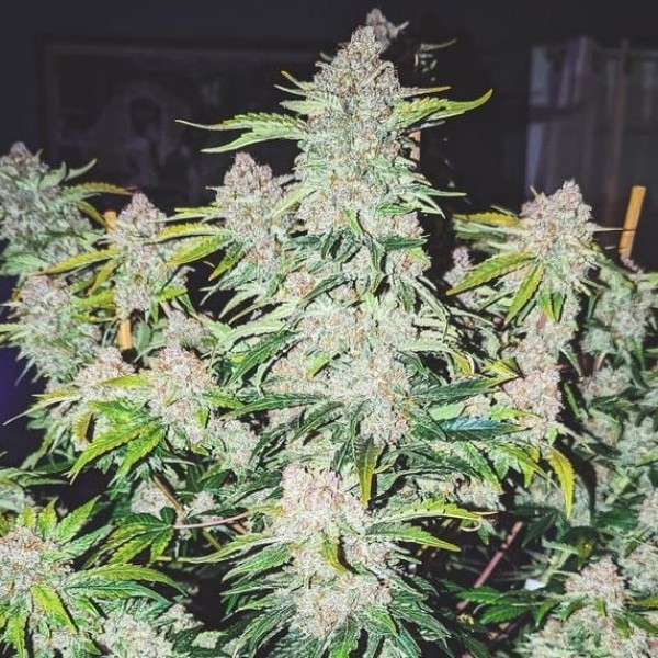 Auto Cherry Cola Feminised seeds