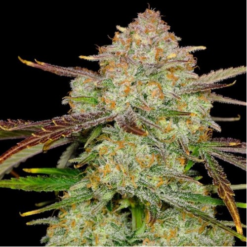 Auto Frostbanger Feminised seeds