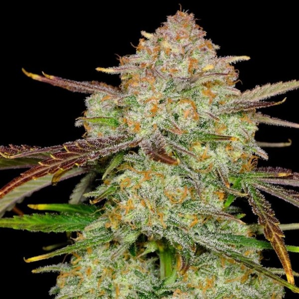 Auto Frostbanger Feminised seeds