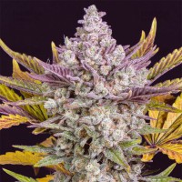 Auto Gorilla Cookies Feminised