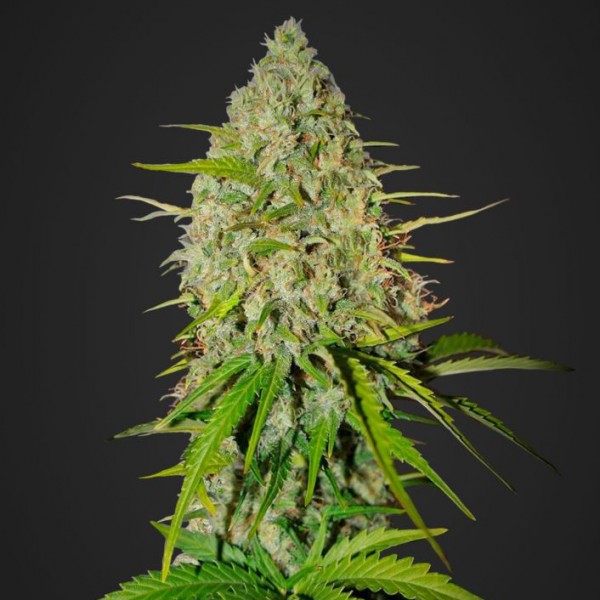 Auto Grapefruit`matik Feminised