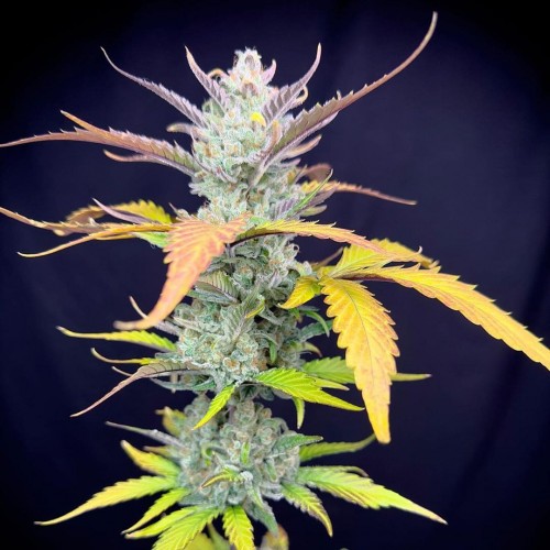 Auto Guava Feminised seeds