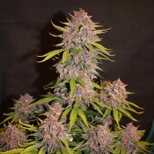 Auto Lemon Cherry Cookies Feminised seeds