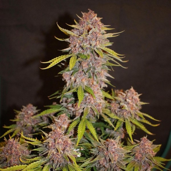 Auto Lemon Cherry Cookies Feminised seeds