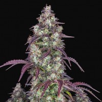 Auto Lemon Pie Feminised