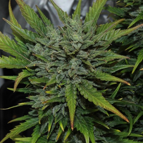 Auto Original AK Feminised seeds