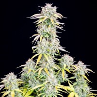 Auto Original Big Bud Feminised seeds