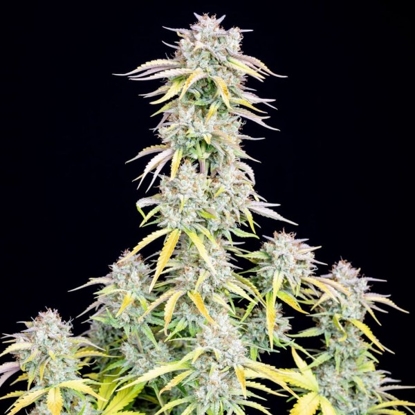 Auto Original Big Bud Feminised seeds