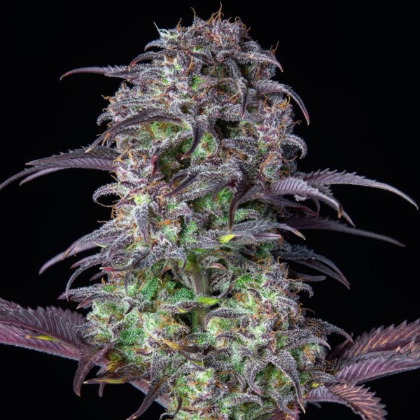 Auto Original Blueberry Feminised seeds