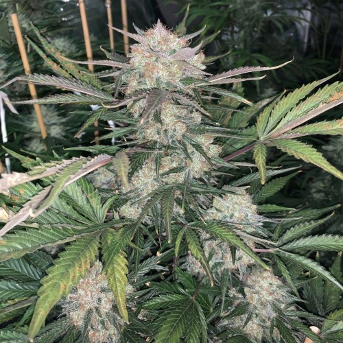 Auto Original Bubblegum Feminised seeds