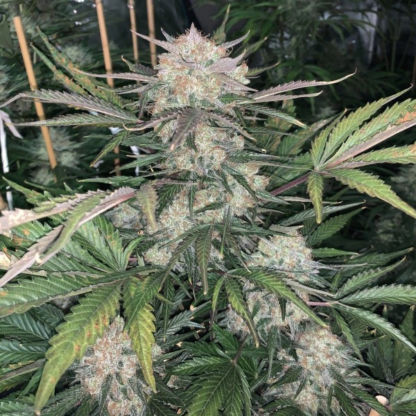 Auto Original Bubblegum Feminised seeds