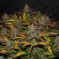 Auto Original Cheese Feminised seeds