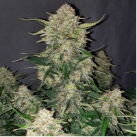 Auto Original Chemdawg Feminised