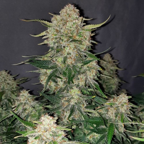 Auto Original Chemdawg Feminised seeds