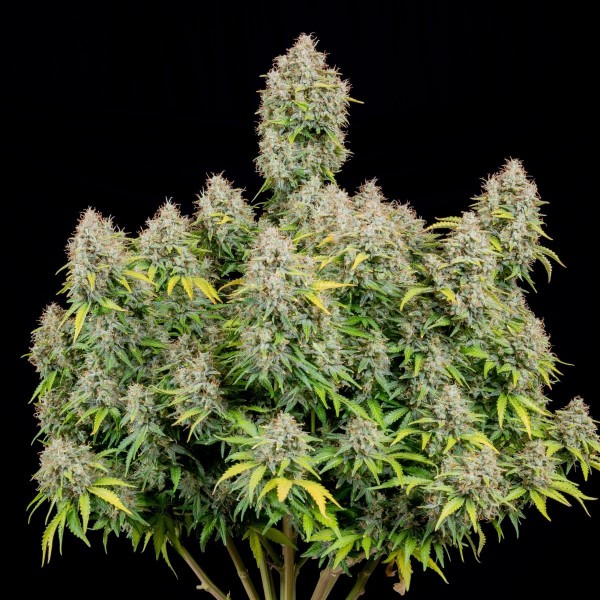 Auto Original Cinderella Feminised seeds