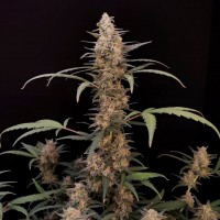 Auto Original Critical Feminised seeds